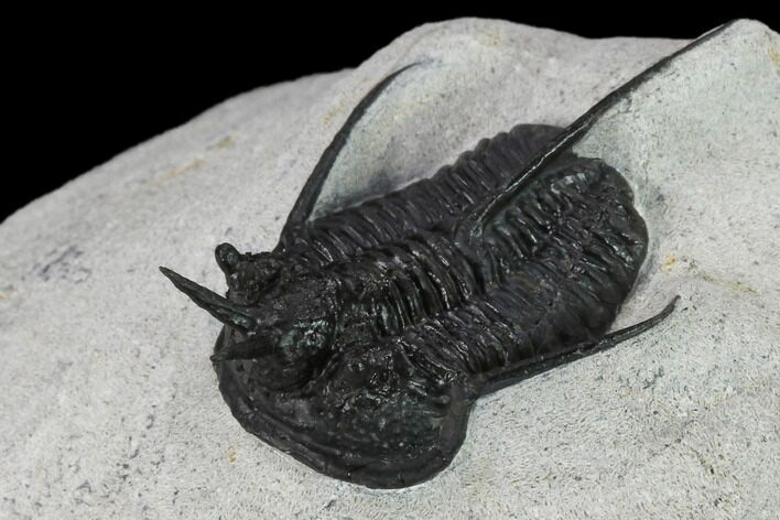 1.4" Devil Horned Cyphaspis Walteri Trilobite